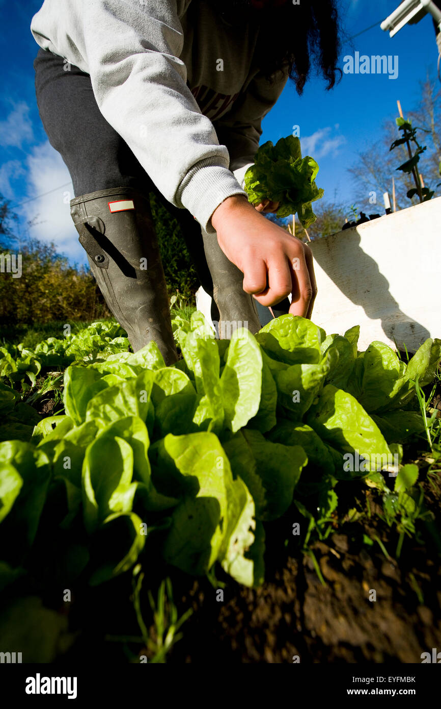 Growing and harvesting lettuce; Devon, England Stock Photo