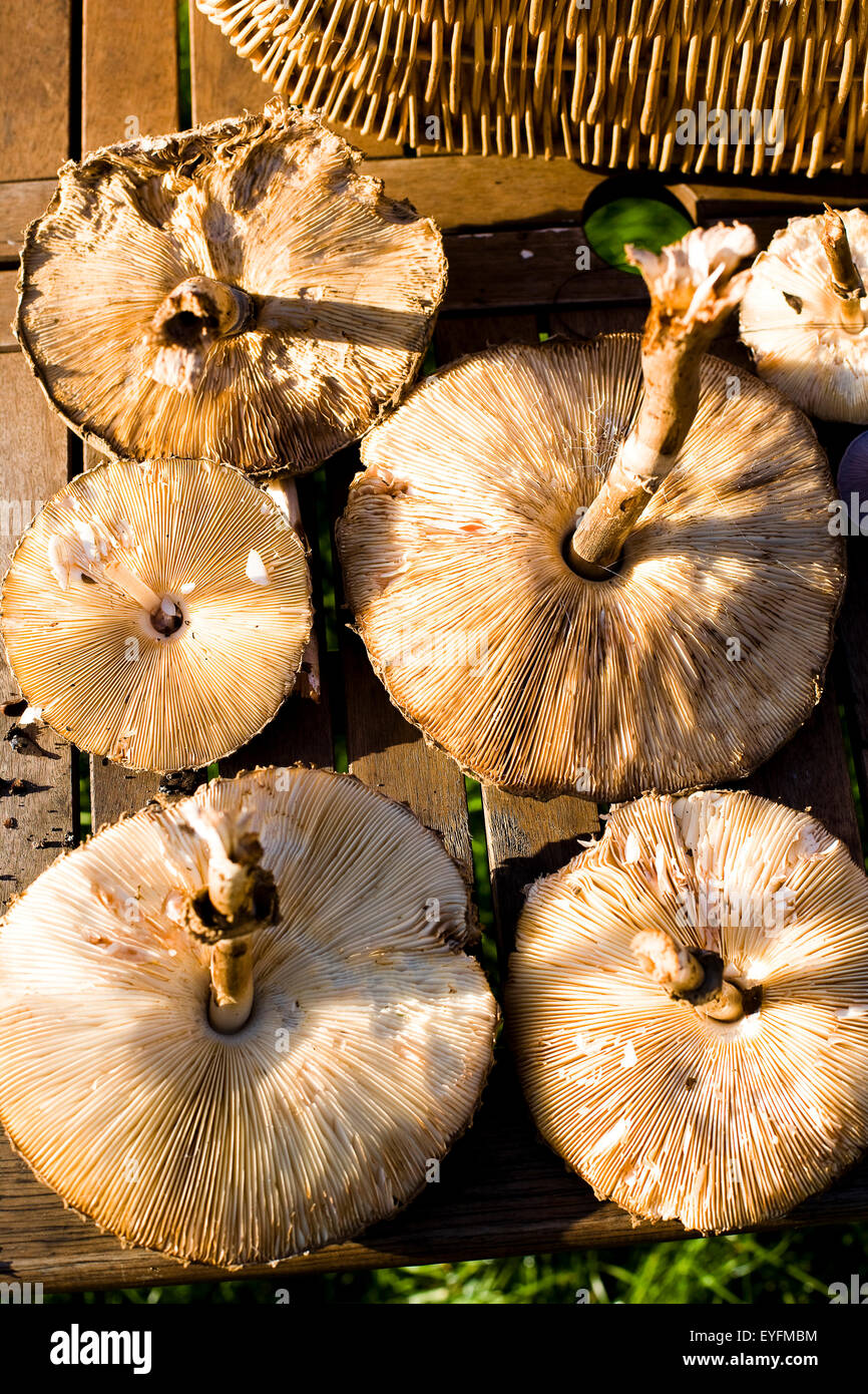Foraging for edible wild mushrooms; Devon, England Stock Photo Alamy