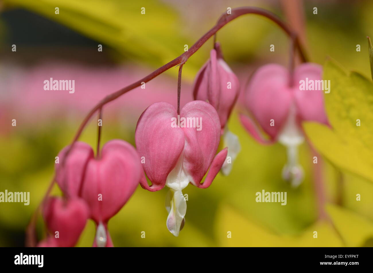 Beautiful bleeding heart flowers scientific name Lamprocapnose spectabilis Gold heart. Stock Photo