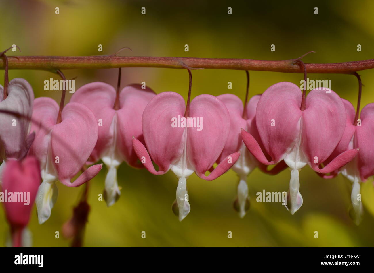 Beautiful bleeding heart flowers scientific name Lamprocapnose