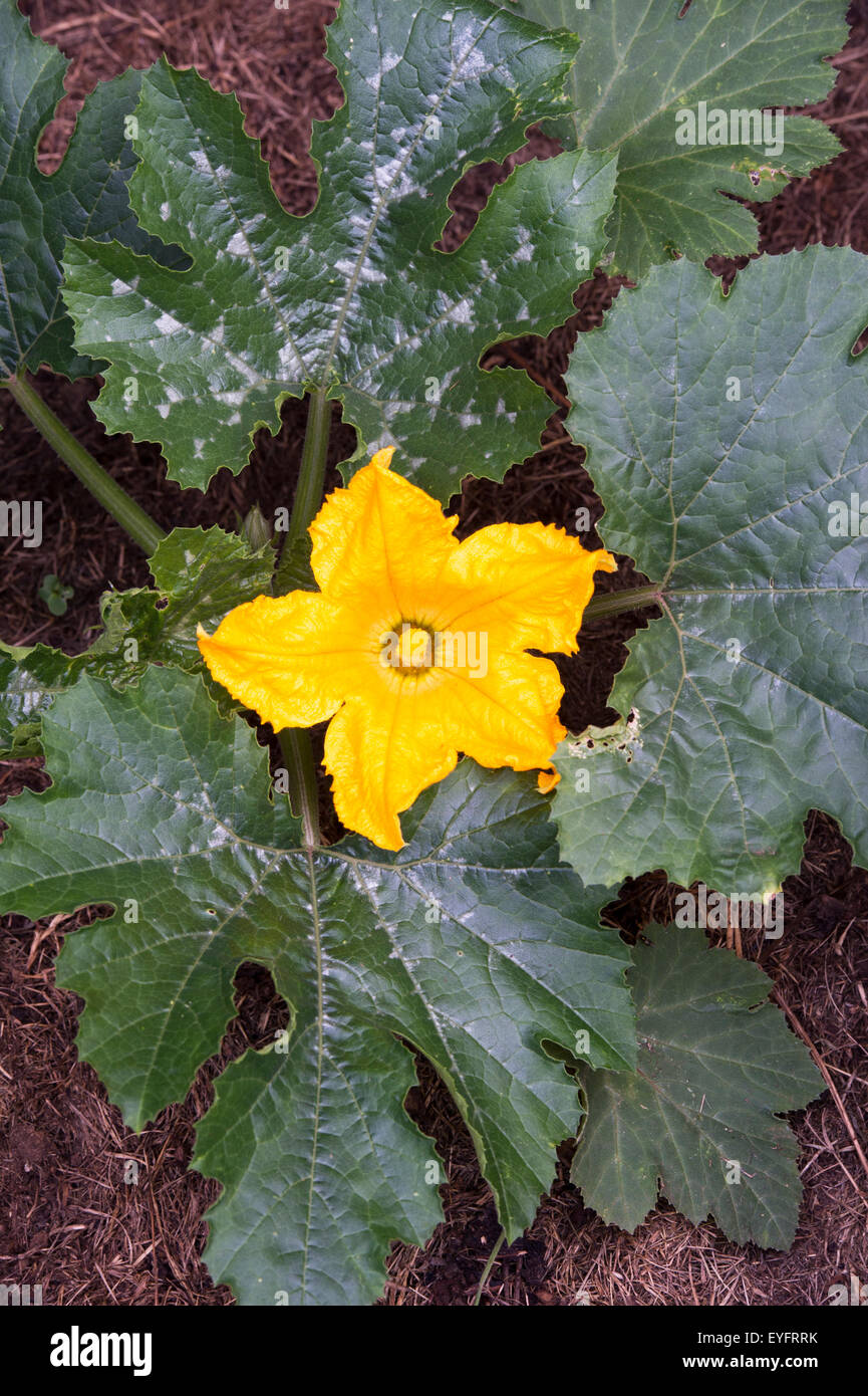 Cucurbita pepo. Courgette plant in flower growing in a compost heap