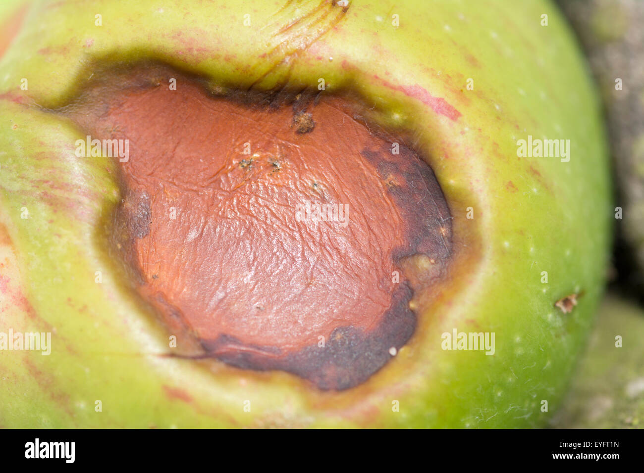 Damage to the skin of a cooking apple Stock Photo