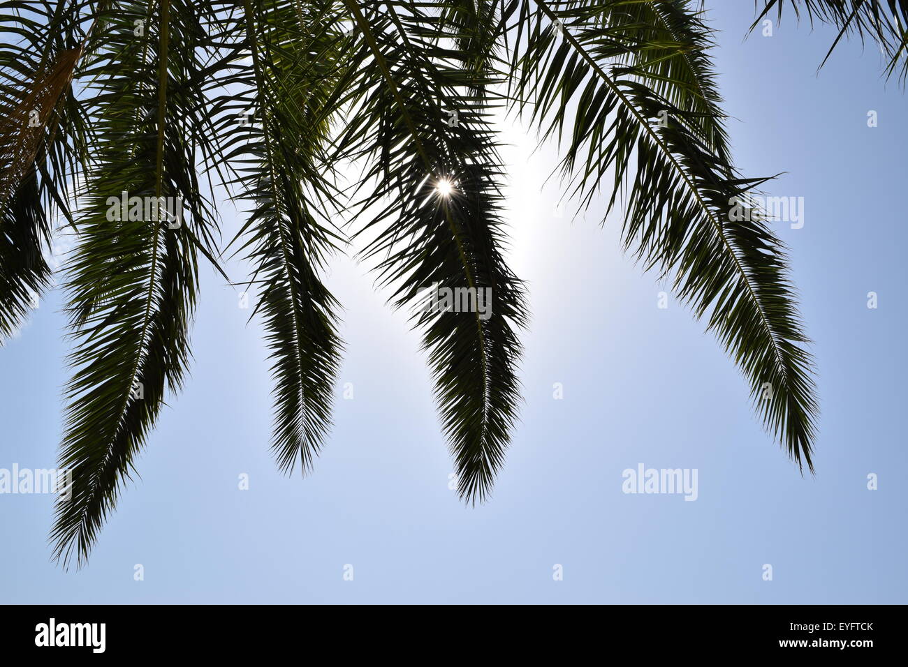 Sunlight through palm tree hi-res stock photography and images - Alamy