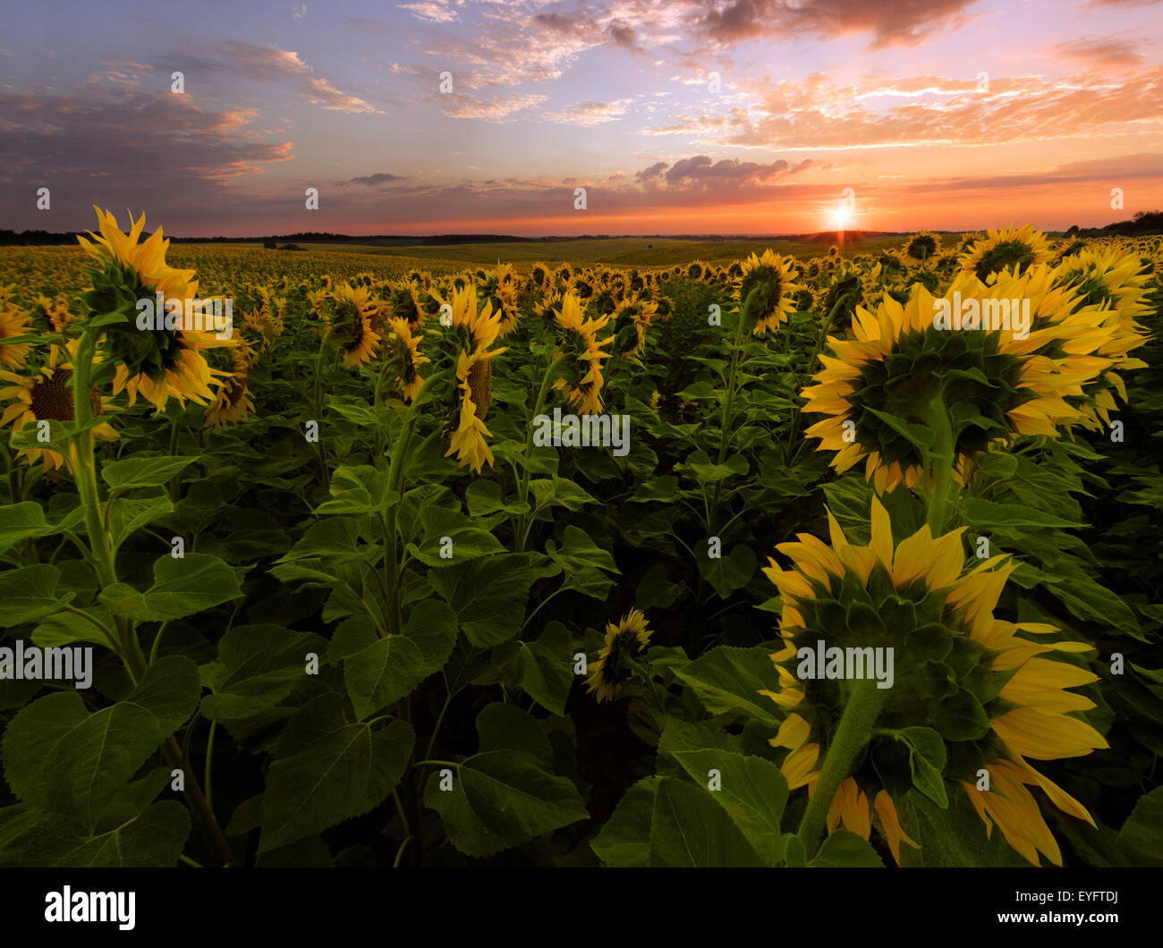 Sunflower field at sunrise Stock Photo - Alamy