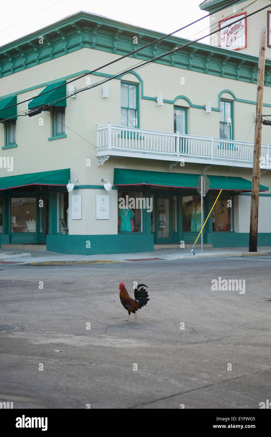 USA, Florida Keys, Rooster in downtown; Key West Stock Photo Alamy