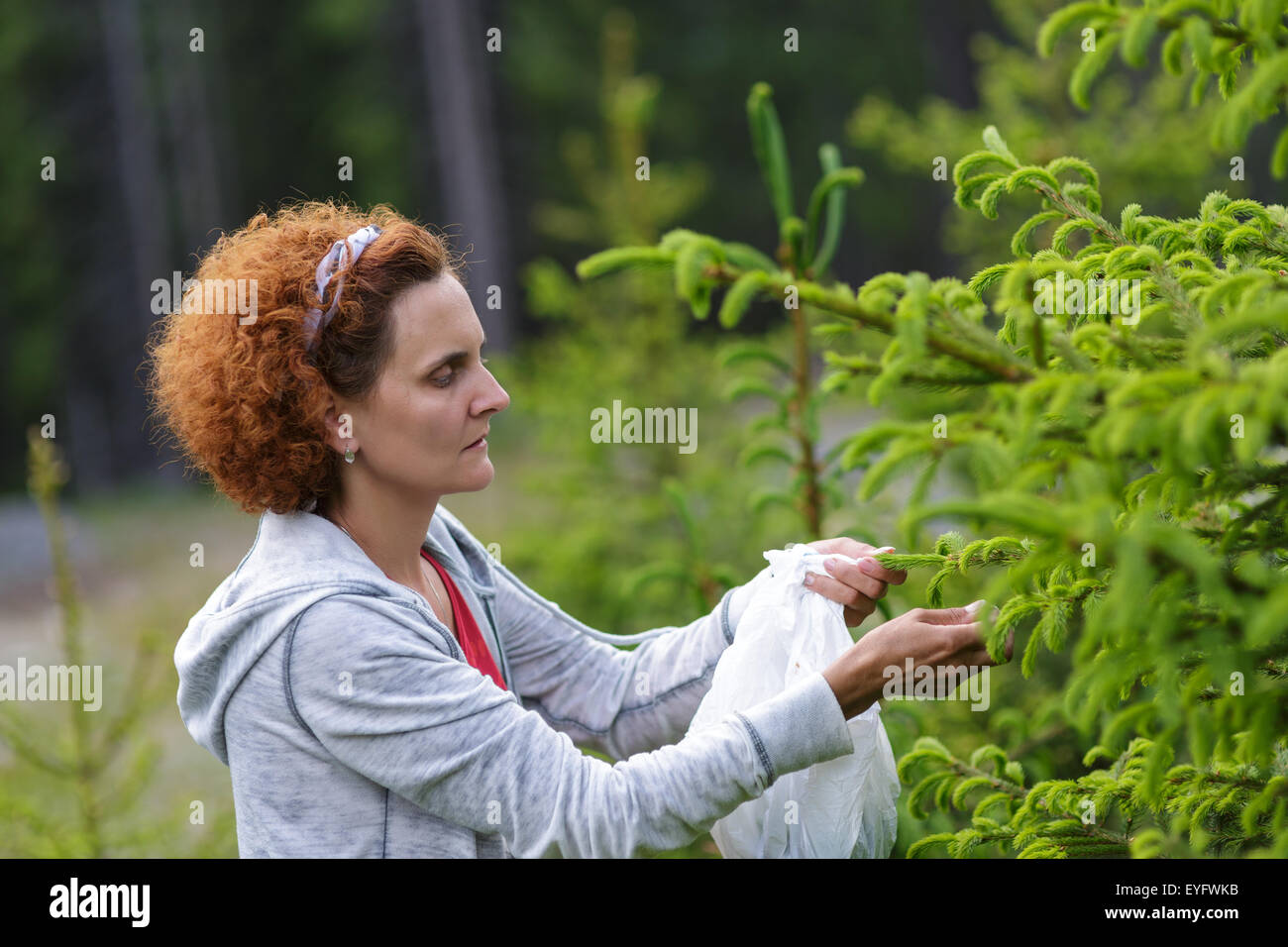 Mature woman picking fir buds in the mountain woods Stock Photo
