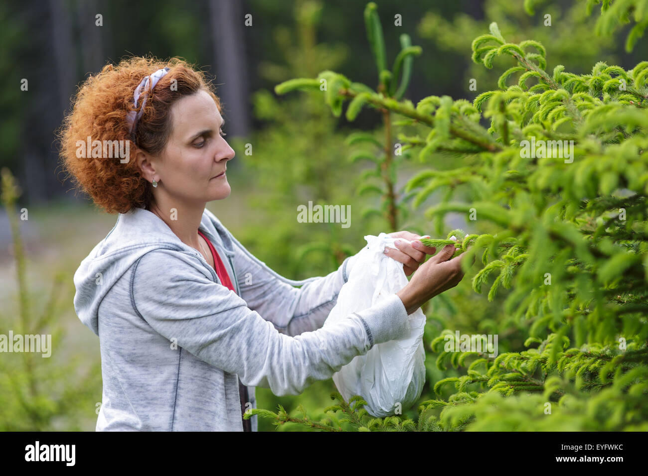 Mature woman picking fir buds in the mountain woods Stock Photo