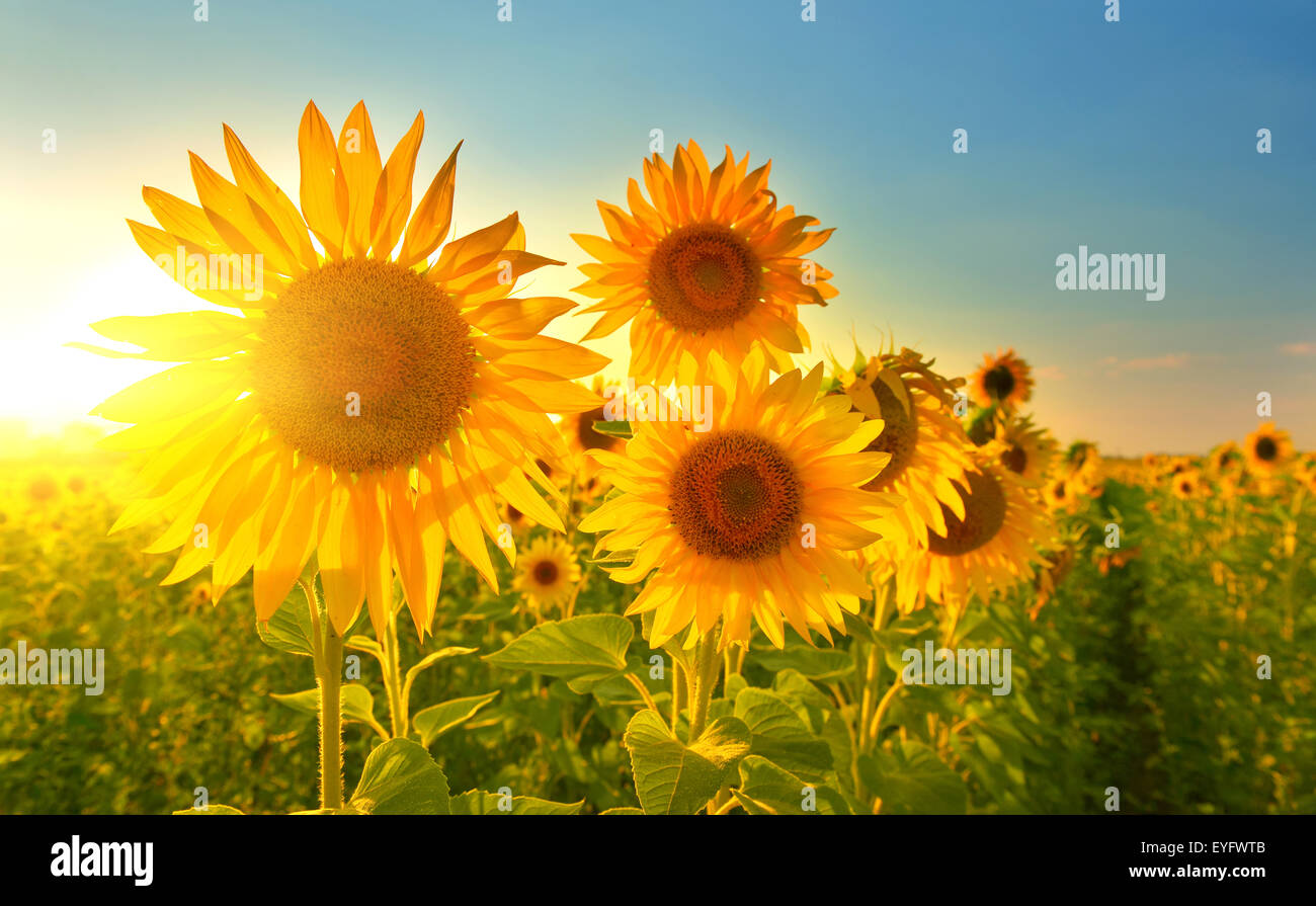 Sunlight plant close hi-res stock photography and images - Alamy