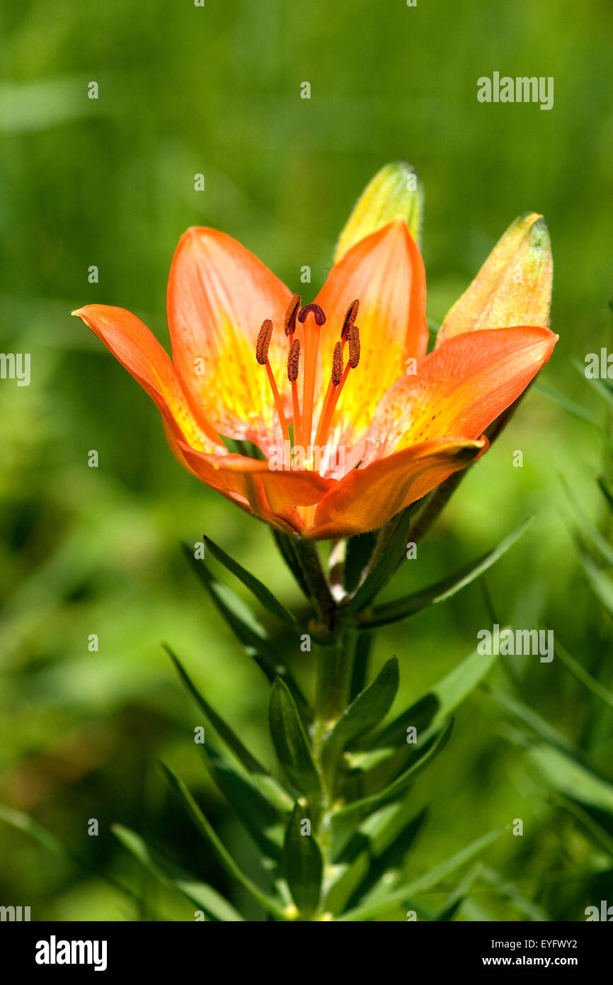Feuerlilie; Feuer-Lilie; Lilium bulbiferum, Stock Photo