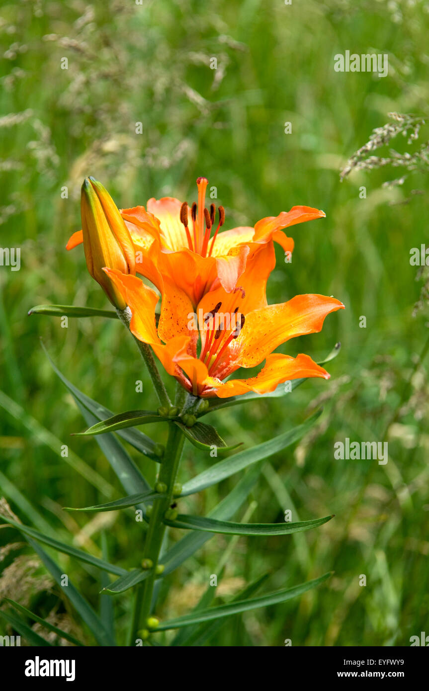 Feuerlilie; Feuer-Lilie; Lilium bulbiferum, Stock Photo