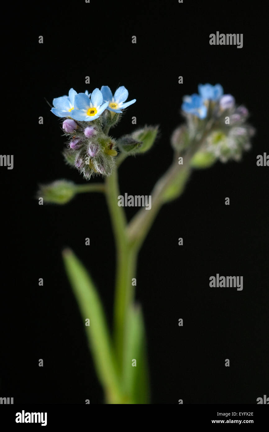 Ackervergissmeinnicht, Myosotis, arvensis; Stock Photo