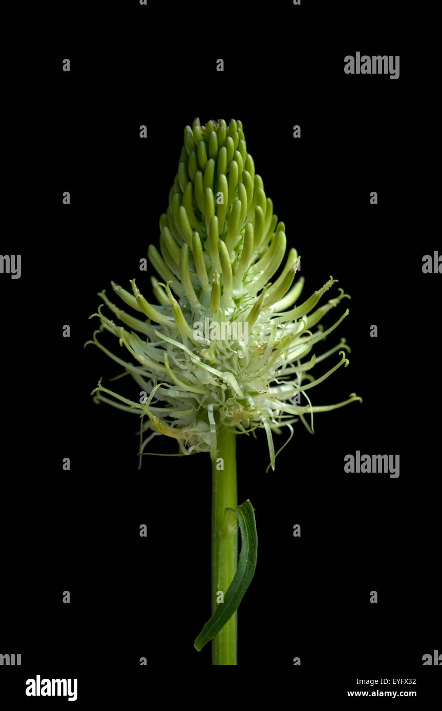 Aehrige Teufelskralle; Phyteuma spicatum, Stock Photo