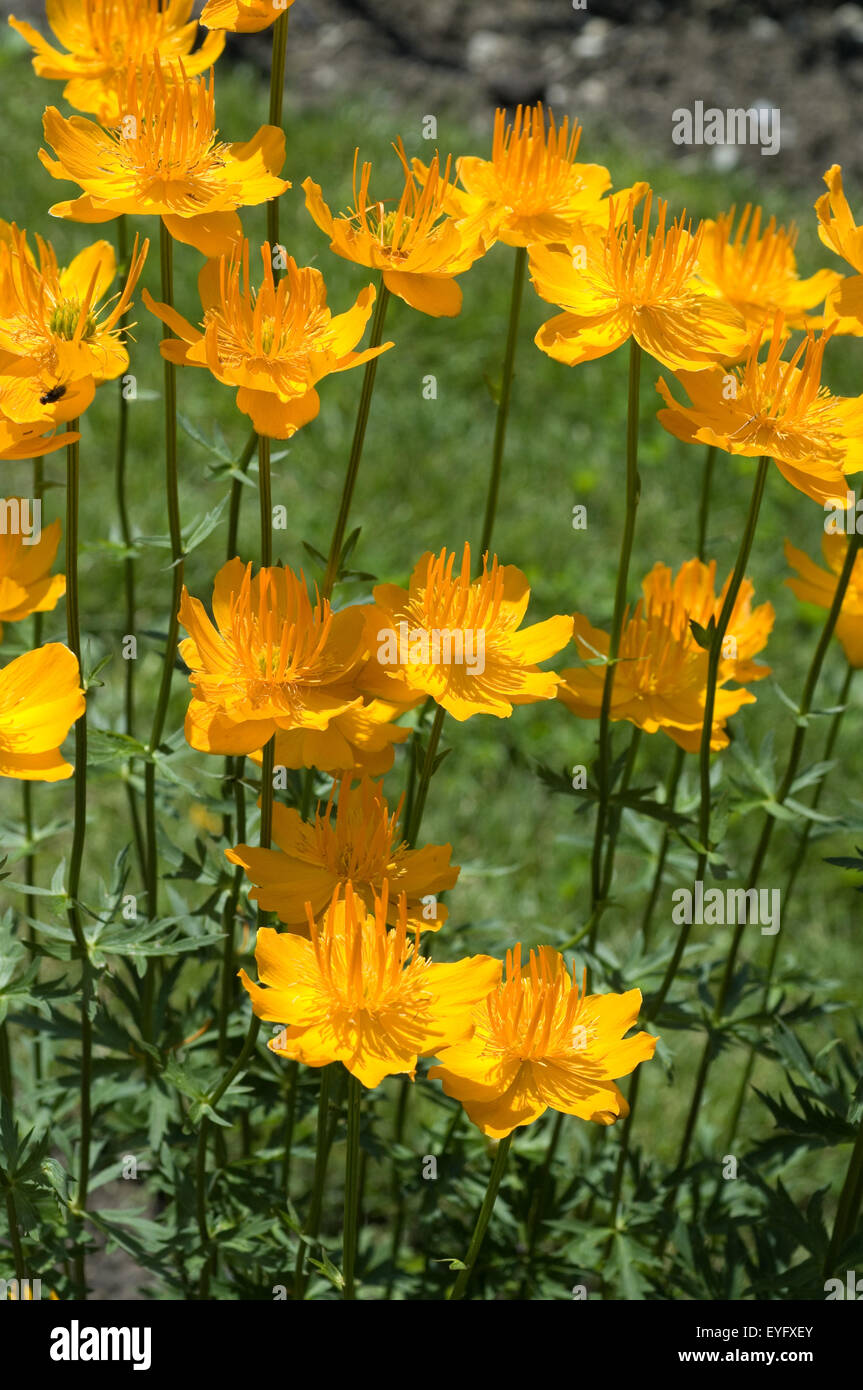 Asiatische Trollblume; Trollius asiaticus Stock Photo