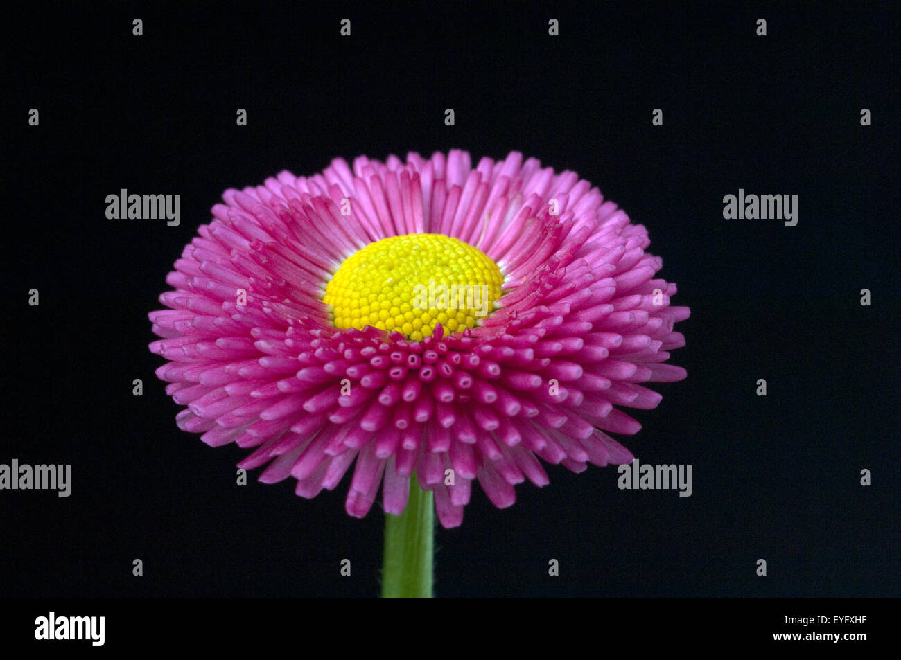 Gaensebluemchen; Bellis; Perennis; Stock Photo