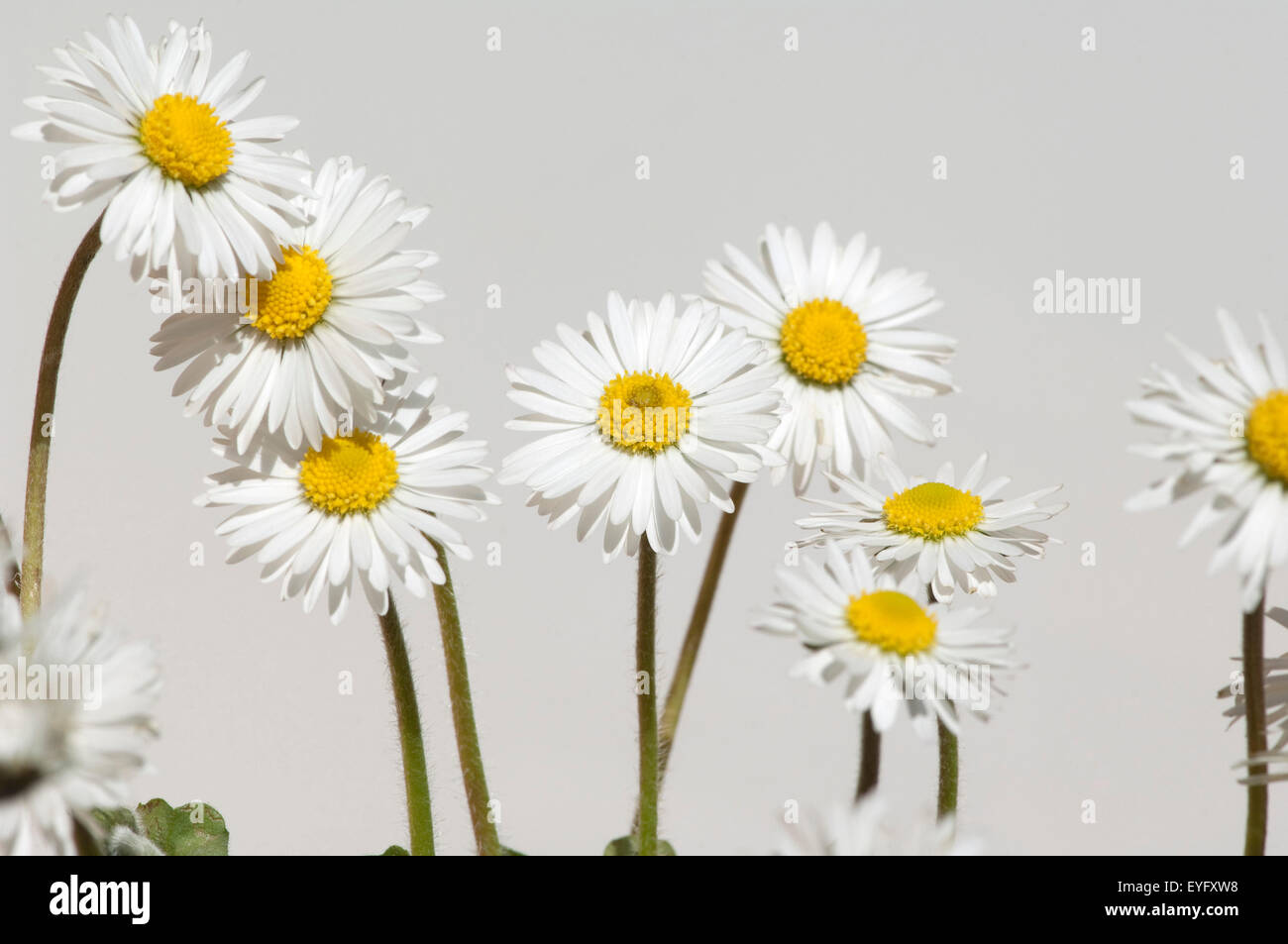 Gaensebluemchen; Bellis; Perennis Stock Photo