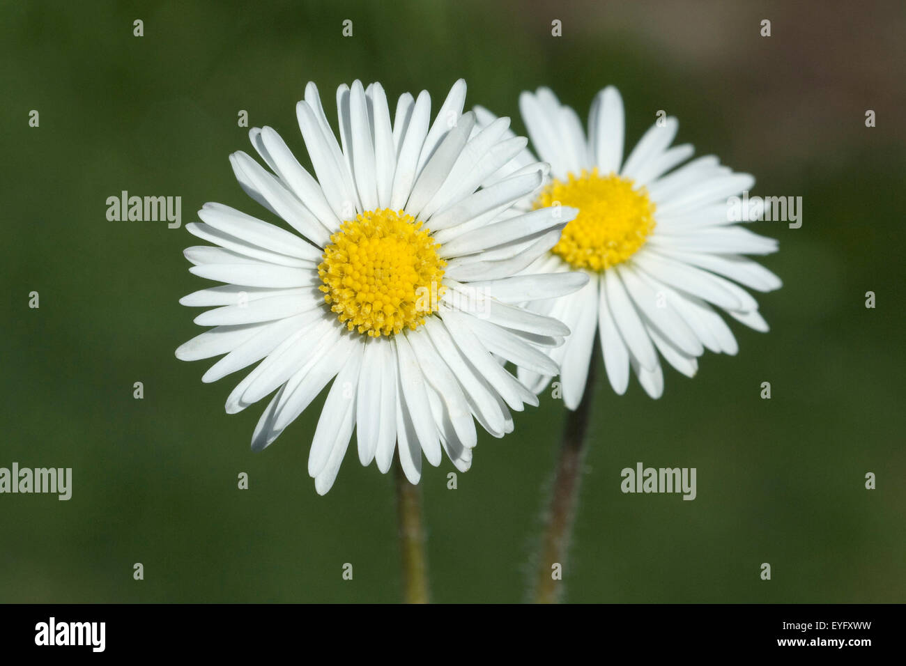 Gaensebluemchen; Bellis; Perennis Stock Photo