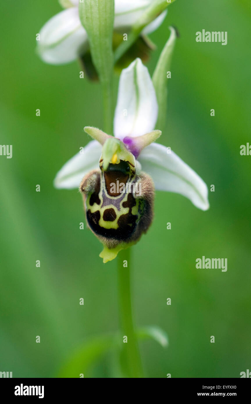 Bienen-Ragwurz, Ophrys apifera, Orchidee Stock Photo
