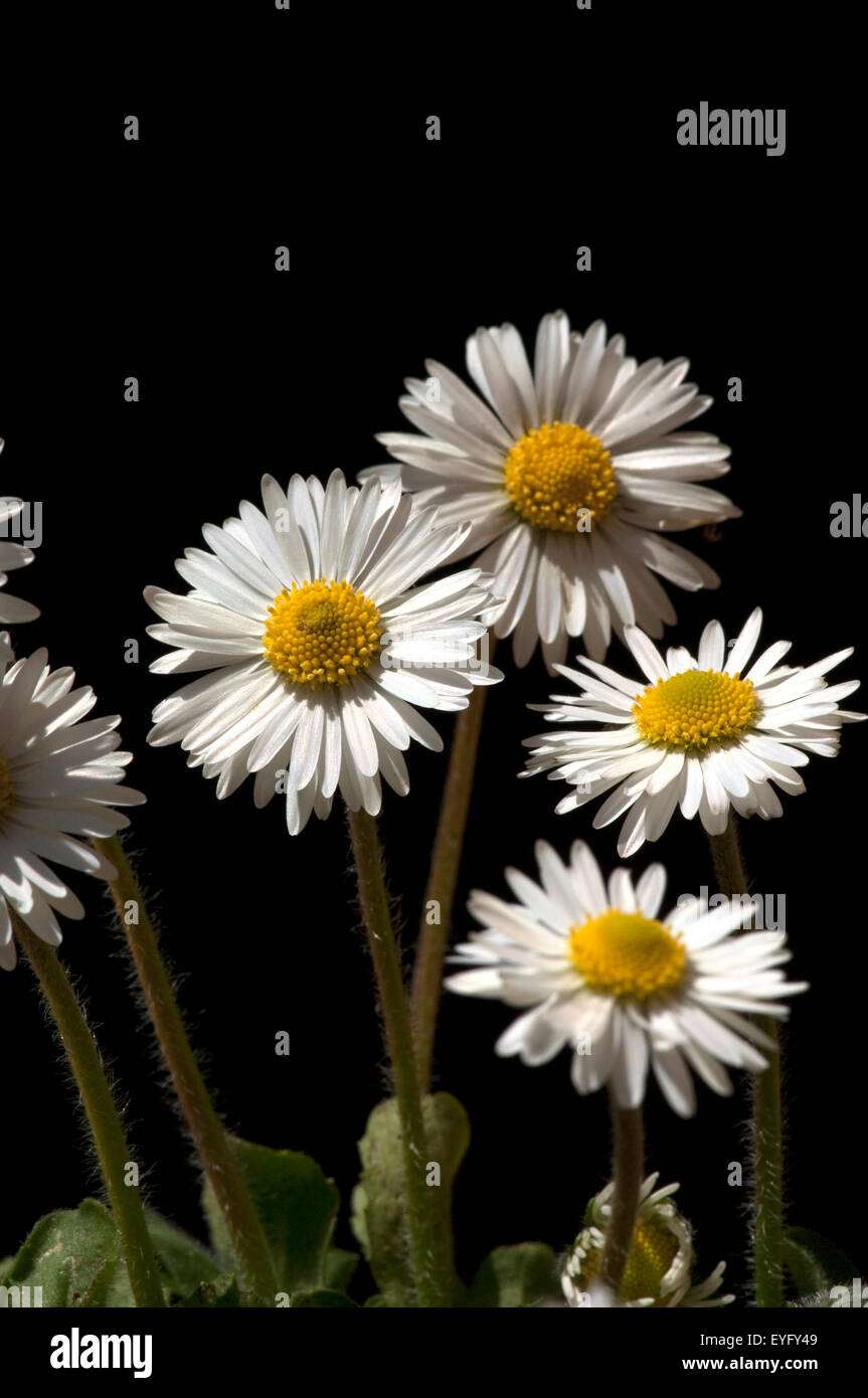 Gaensebluemchen; Bellis; Perennis Stock Photo