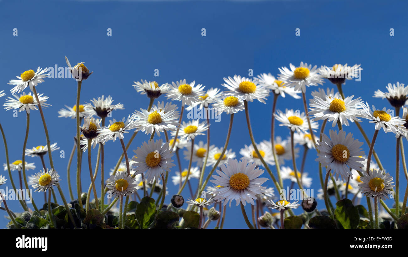 Gaensebluemchen; Bellis; Perennis; Stock Photo