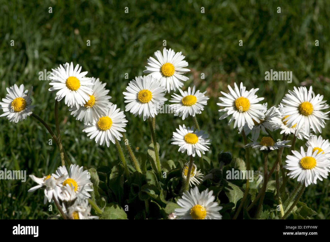 Gaensebluemchen; Bellis; Perennis Stock Photo