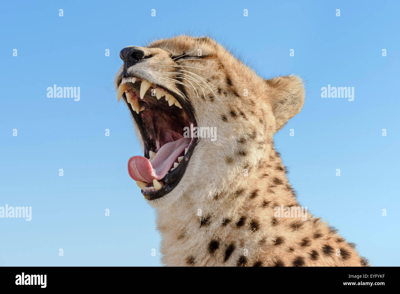 Cheetah (Acinonyx jubatus) yawning, female, portrait, against a blue sky, Maasai Mara National Reserve, Kenya Stock Photo