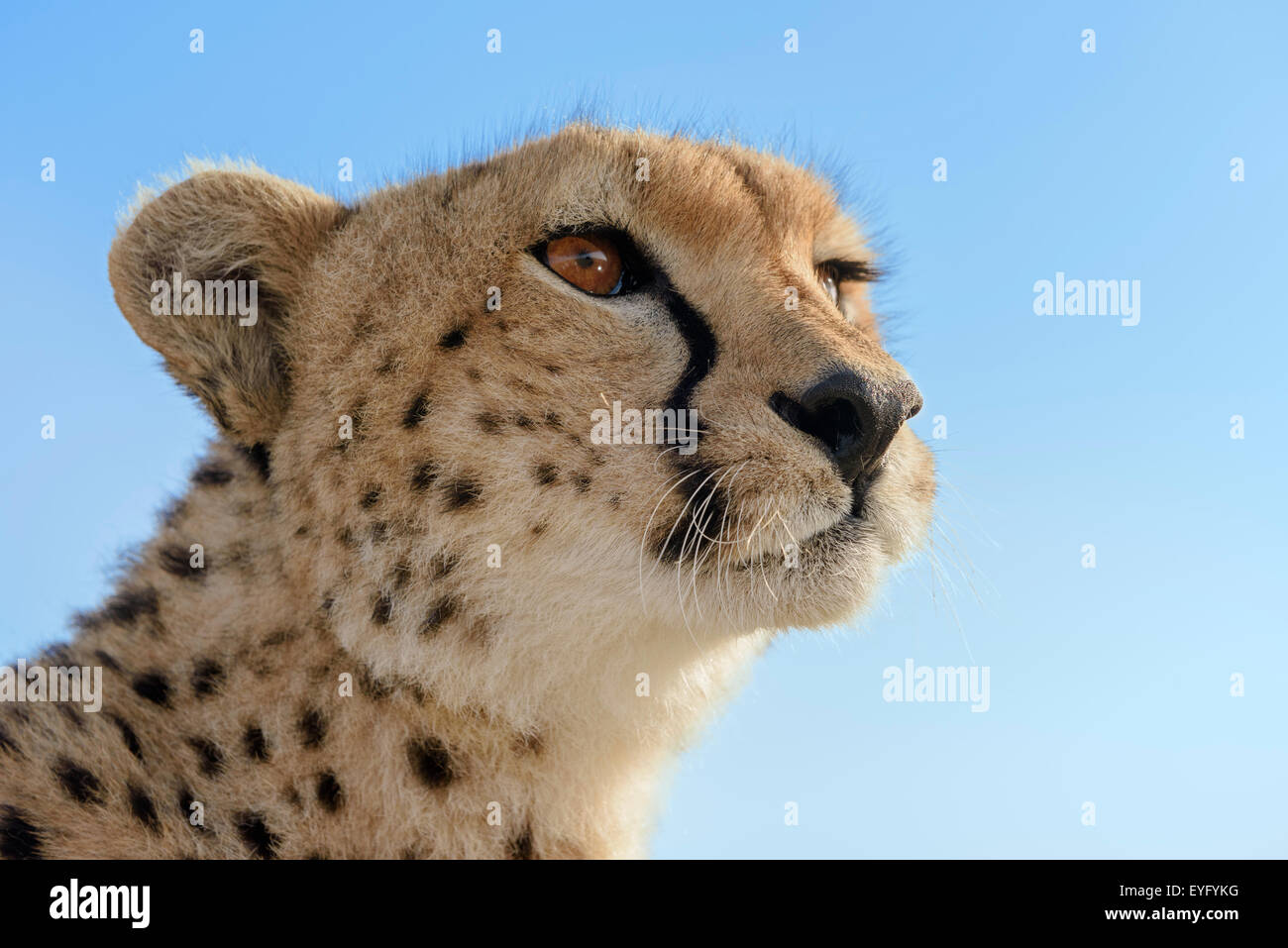 Cheetah (Acinonyx jubatus), female, portrait, against a blue sky, Maasai Mara National Reserve, Kenya Stock Photo