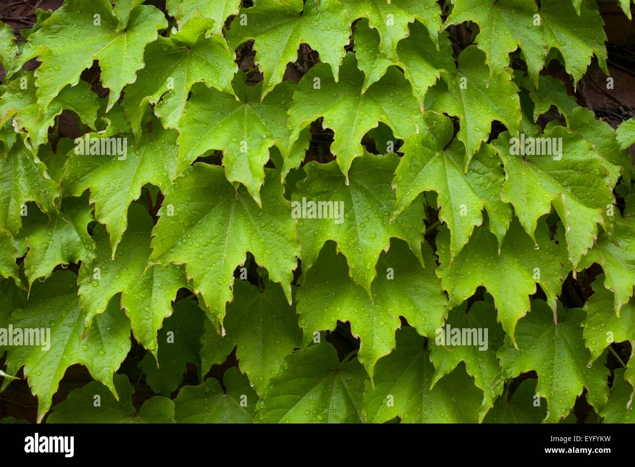 Vines on brick wall, Granby, Eastern Townships, Quebec, Canada Stock Photo