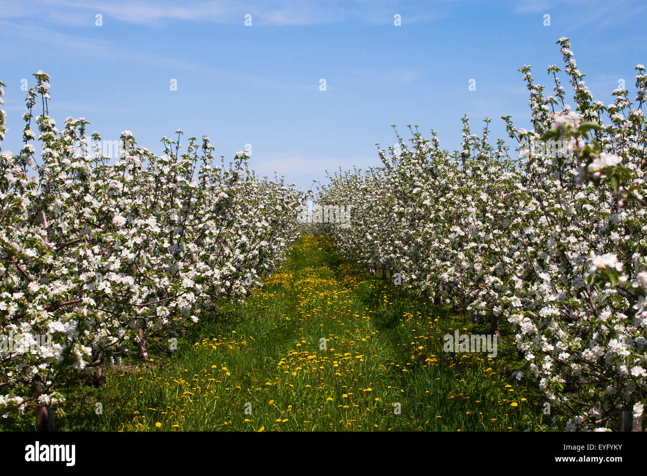 Apple orchard, blossoms, late spring, St. Paul d'Abbotsford, Eastern Townships, Quebec, Canada Stock Photo