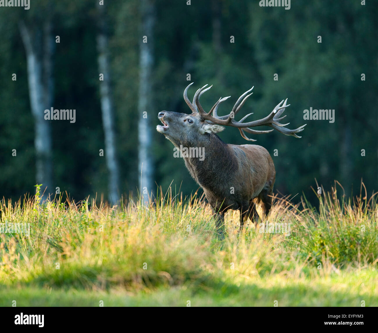 Red Deer (Cervus elaphus), bellowing during the rutting season, captive, Saxony, Germany Stock Photo