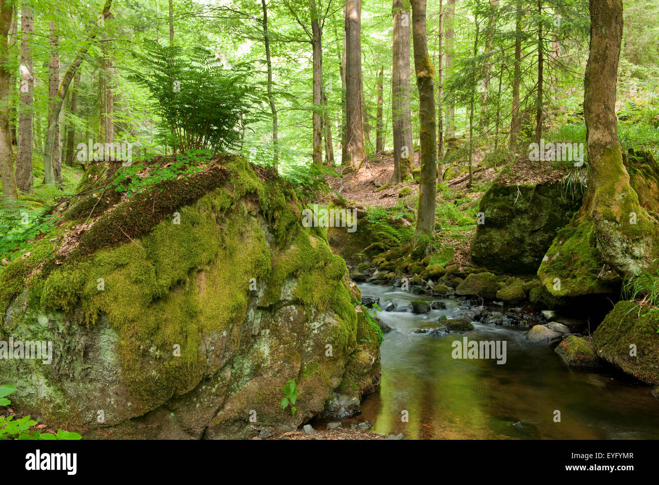 River Vesser, Vessertal-Thuringian Forest biosphere reserve, Thuringia, Germany Stock Photo