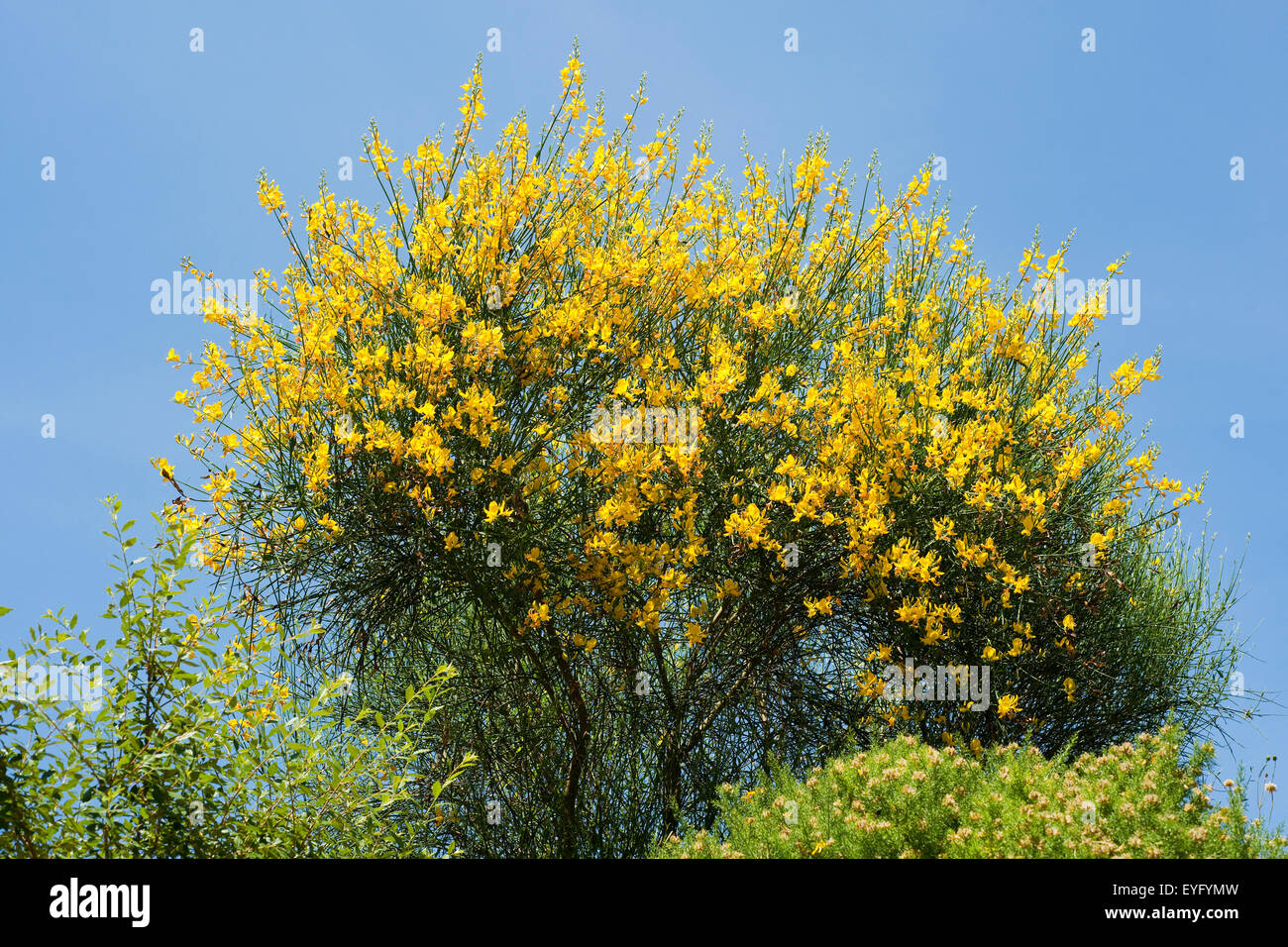 Italian Cytisus (Cytisus sessilifolius), flowering, Thuringia, Germany Stock Photo
