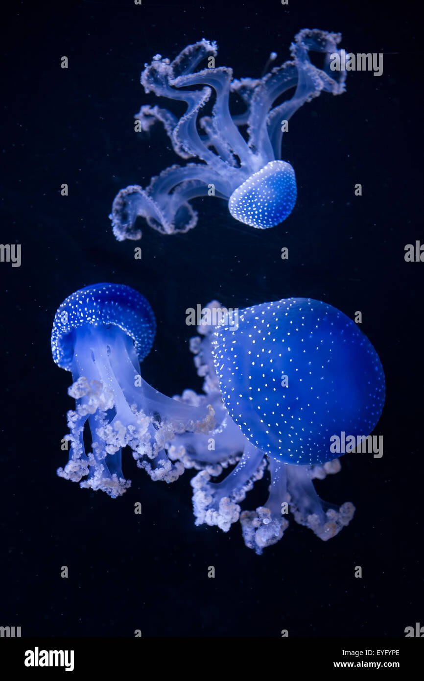 Floating bell hires stock photography and images Alamy