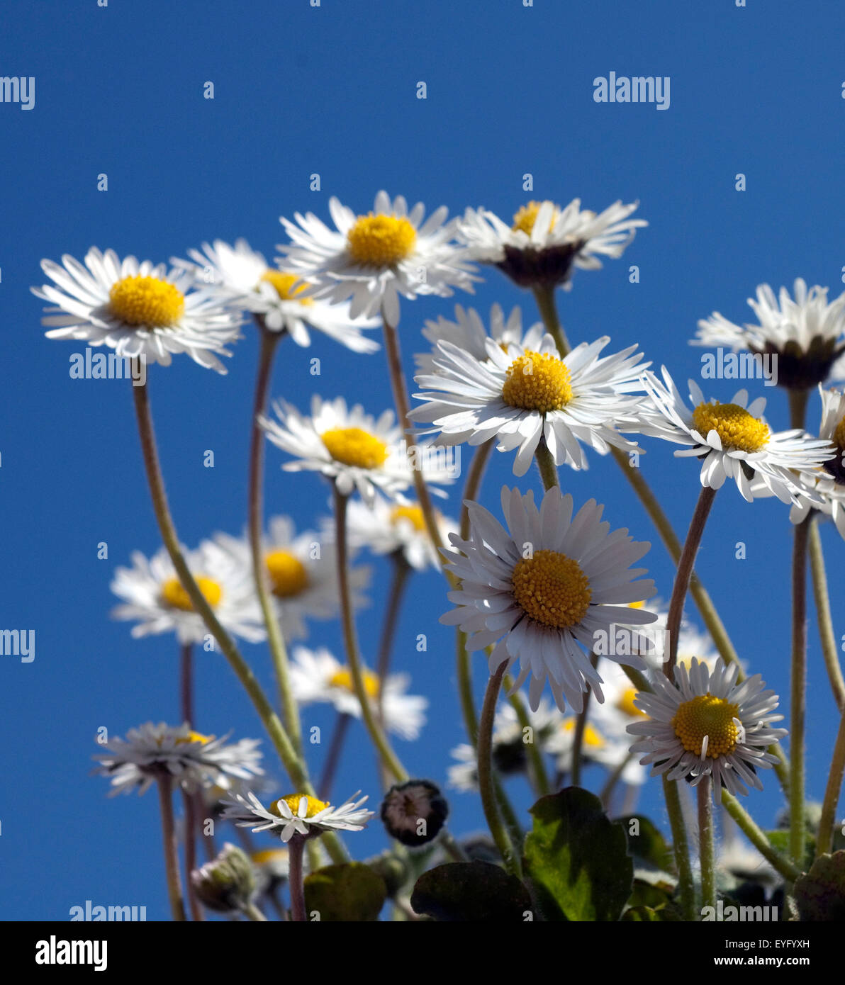 Gaensebluemchen; Bellis; Perennis; Stock Photo