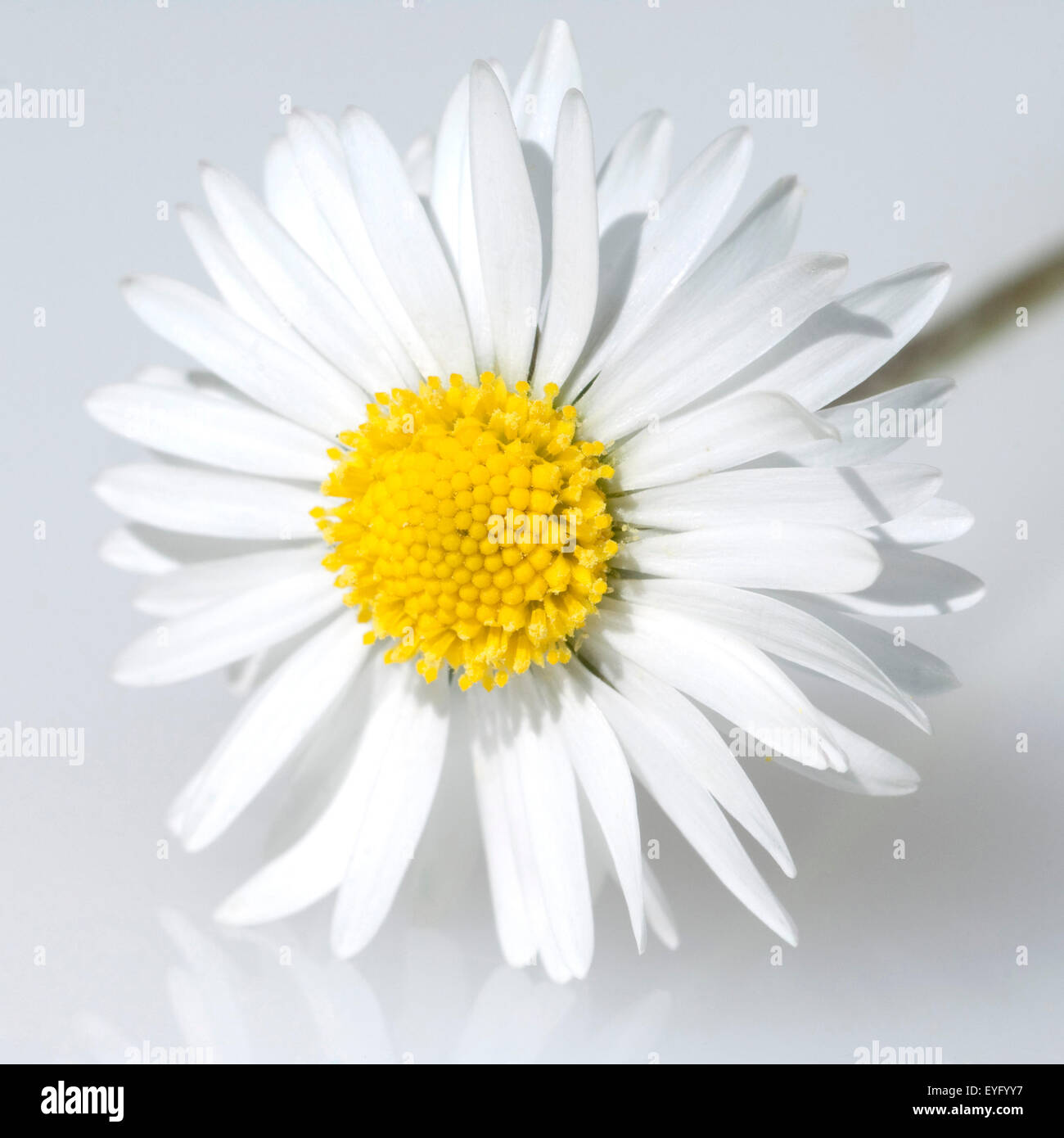 Gaensebluemchen; Bellis; Perennis Stock Photo