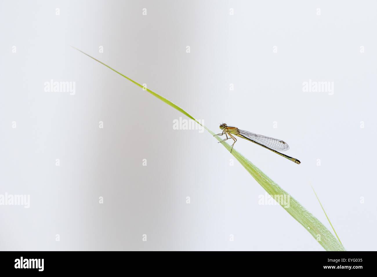 Blue-tailed Damselfly (Ischnura elegans), female, on reed, Hesse, Germany Stock Photo