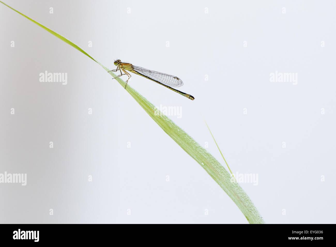 Blue-tailed Damselfly (Ischnura elegans), female, on reed, Hesse, Germany Stock Photo