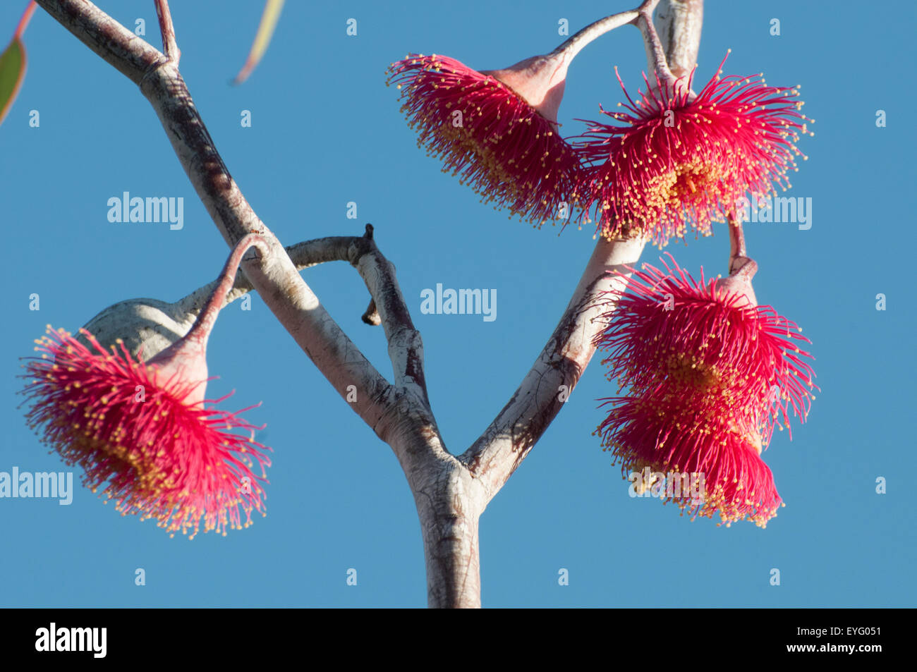 Flowering Trees Australia High Resolution Stock Photography And Images Alamy