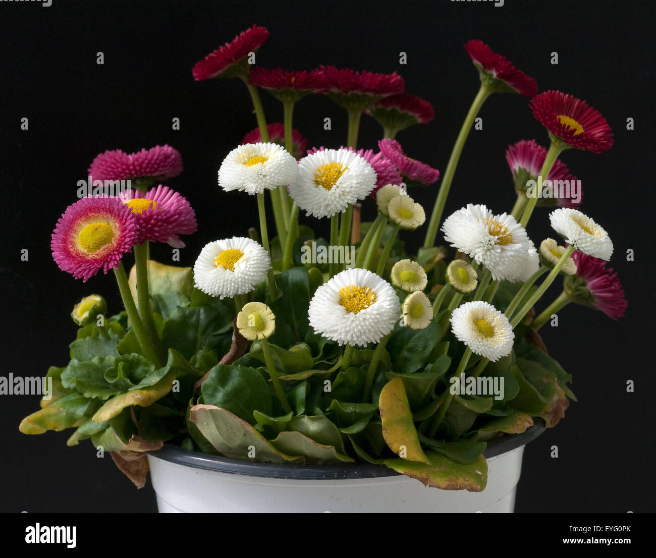 Gaensebluemchen; Bellis; Perennis; Stock Photo