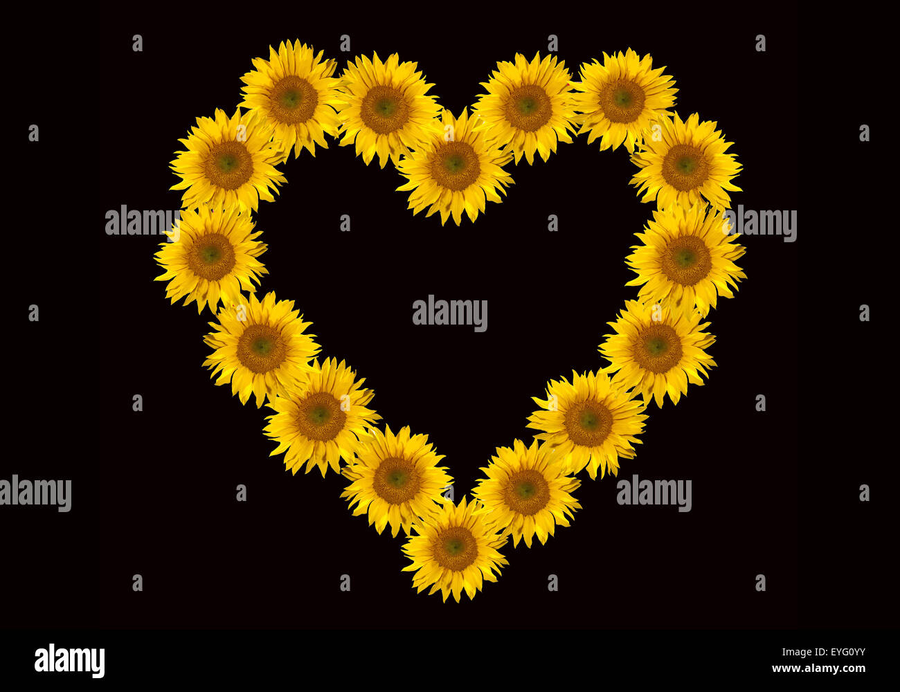 Blumenherz, Sonnenblume, Helianthus, annuus, Stock Photo