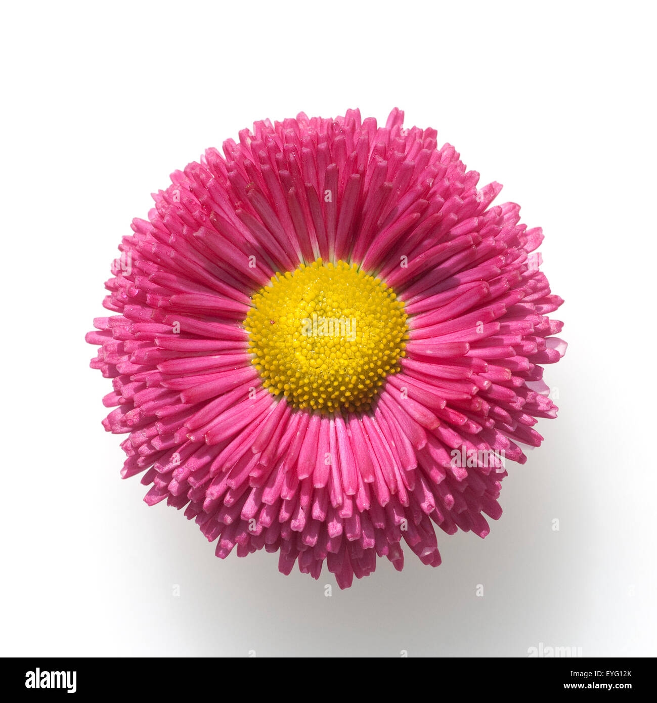 Gaensebluemchen; Bellis; Perennis; Stock Photo