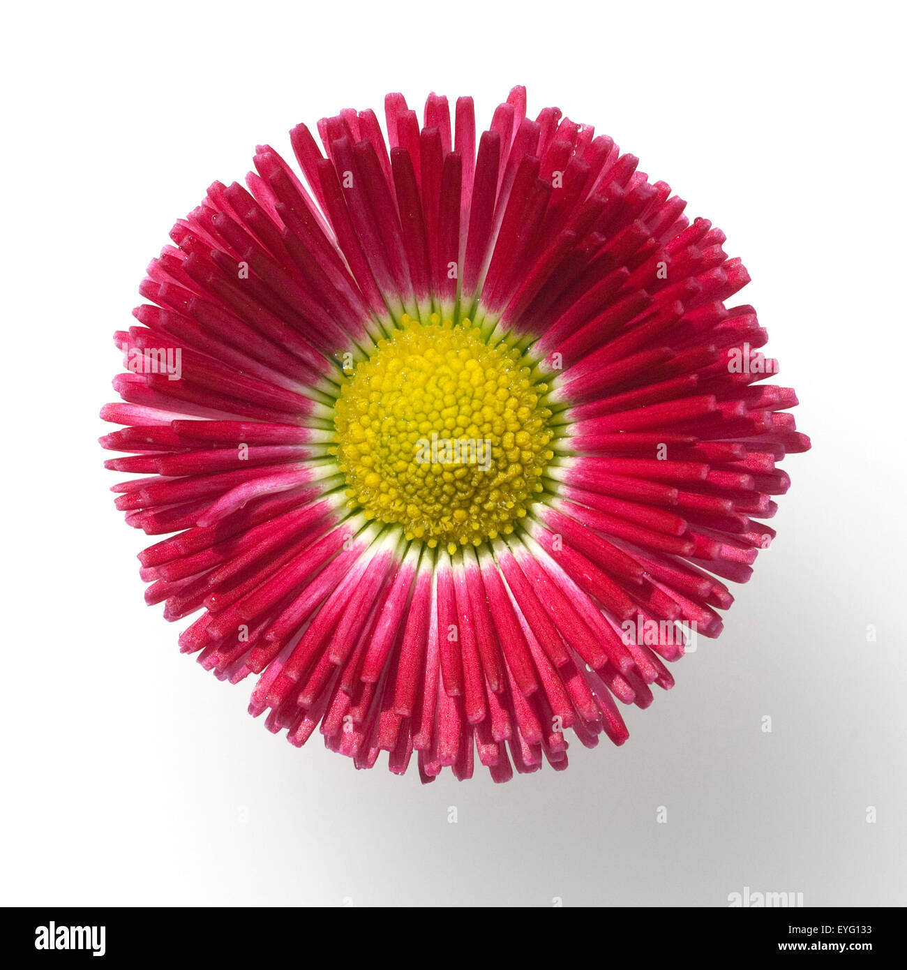 Gaensebluemchen; Bellis; Perennis; Stock Photo