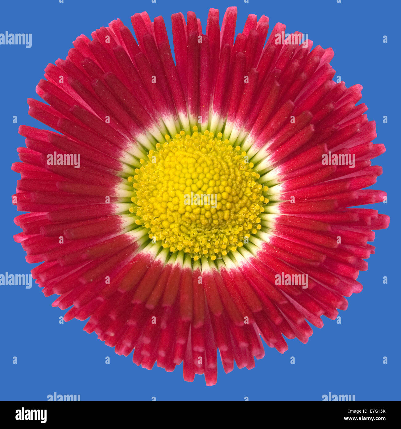 Gaensebluemchen; Bellis; Perennis; Stock Photo