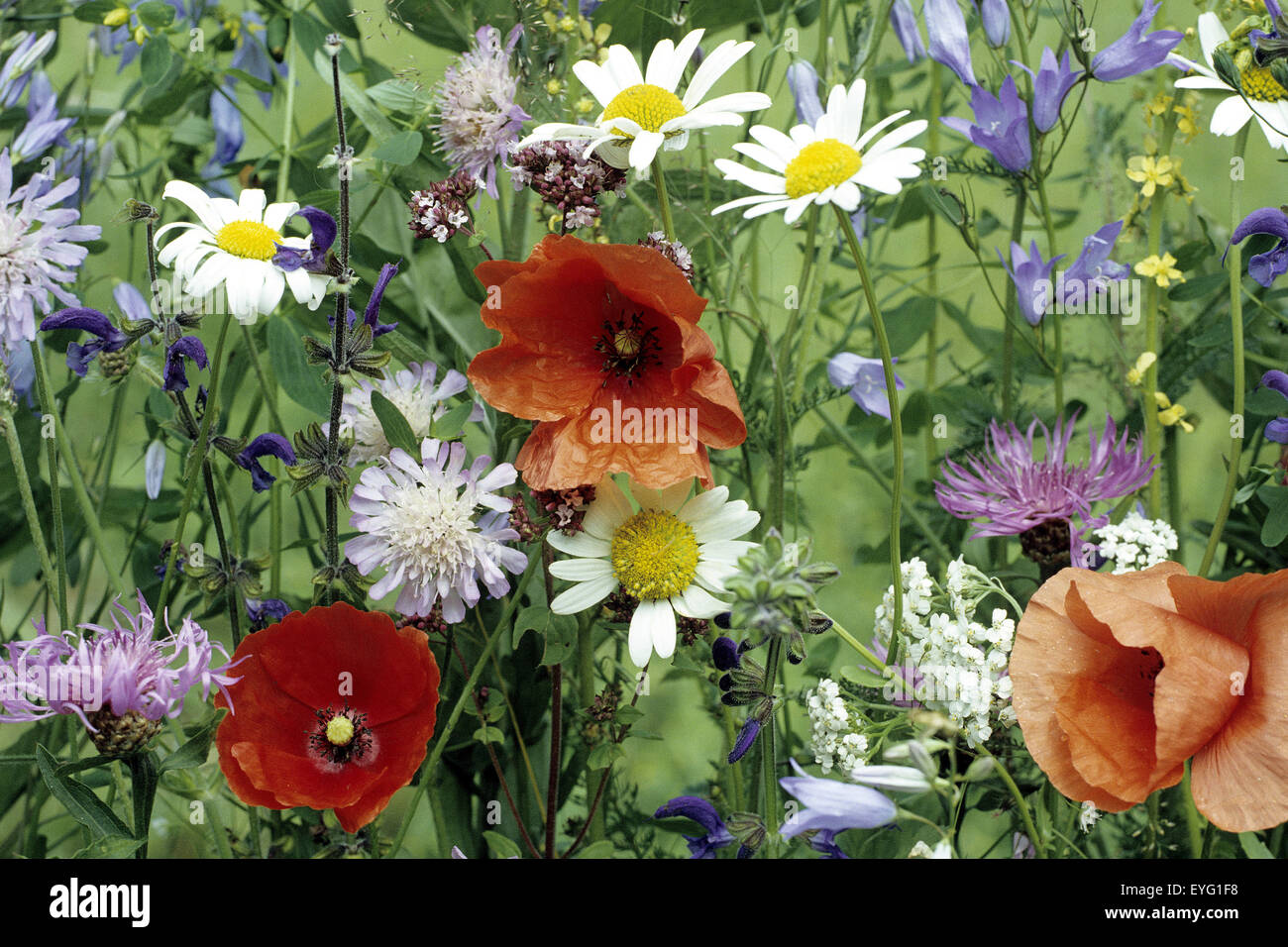 Blumenwiese, Wiesenblumen, Wildblumen, Wiese, Blumen, Wildkräuter, Wildblumenwiese Stock Photo