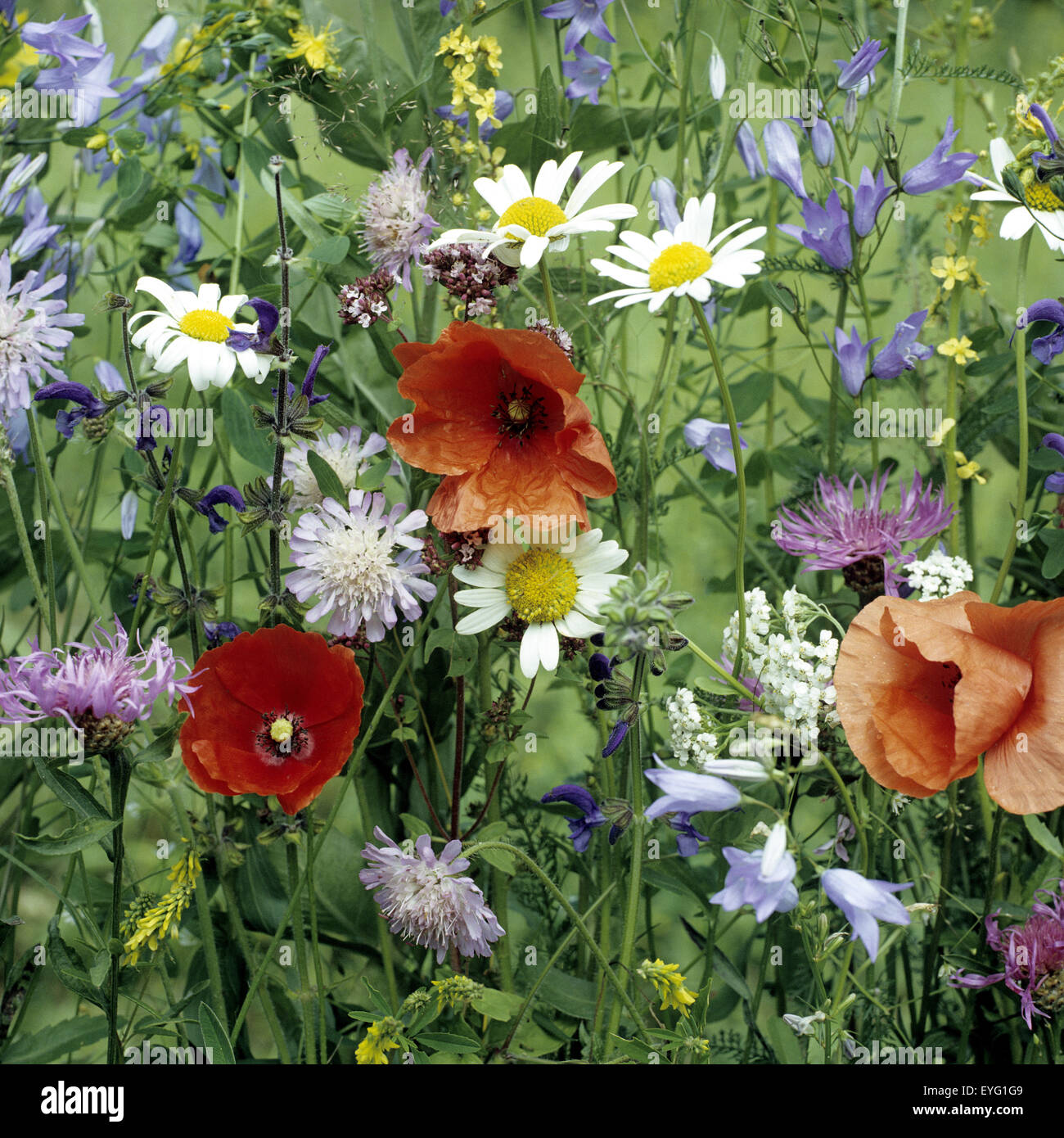 Wildblumenwiese, Blumenwiese, Stock Photo