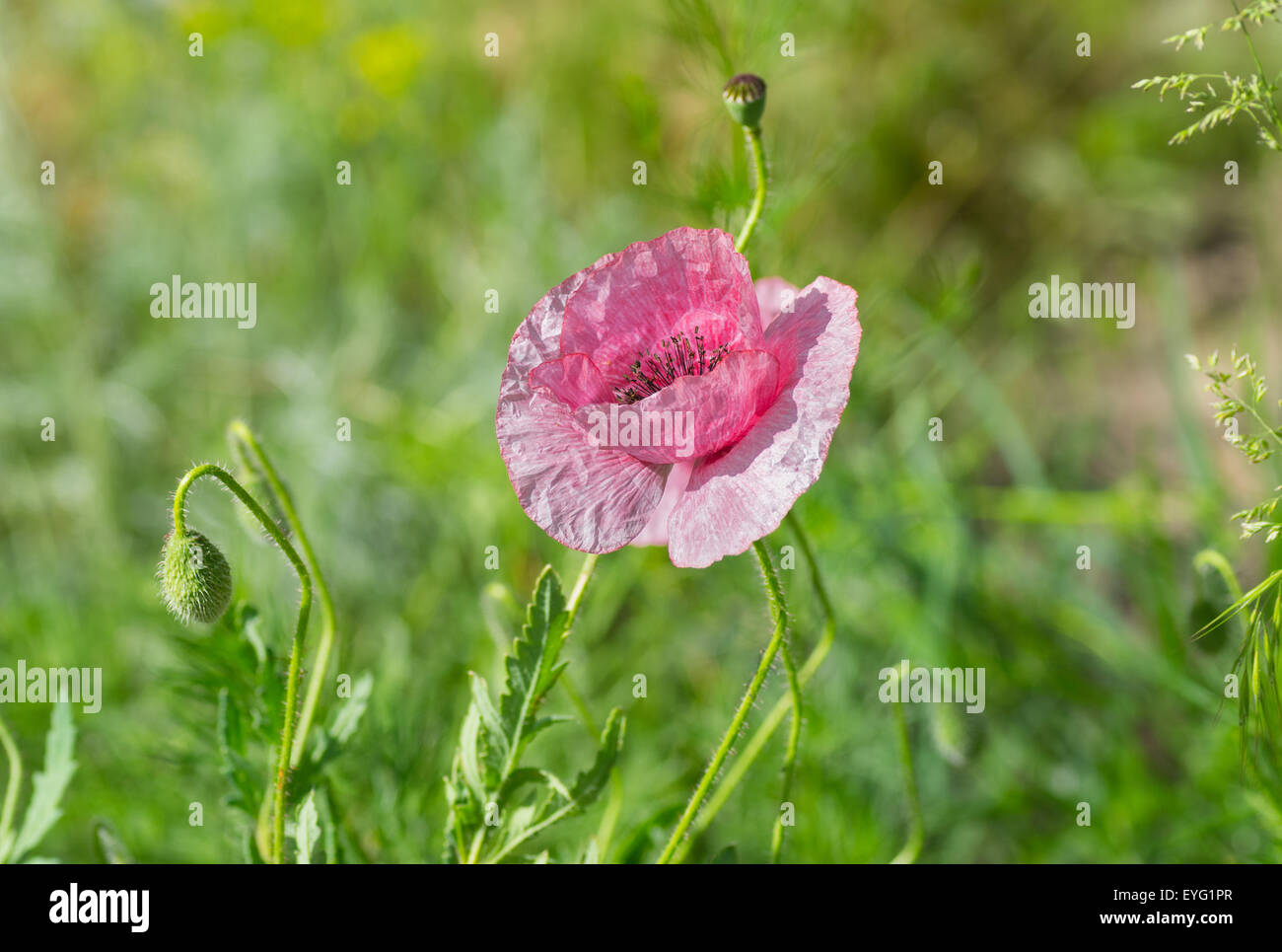 Poppy spring hi-res stock photography and images - Alamy