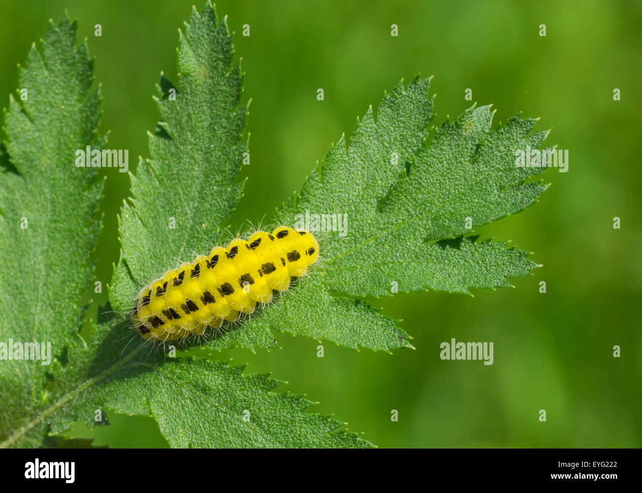 Lemon orange caterpillar with black spots is ready to gobble all the leaf Stock Photo