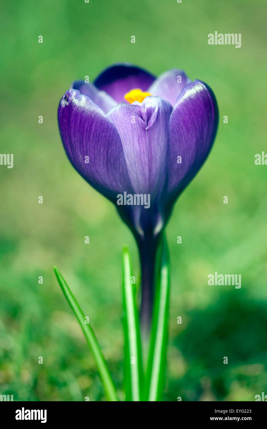 Gartenkrokus; Krokus; Crocus; Vernus; Stock Photo