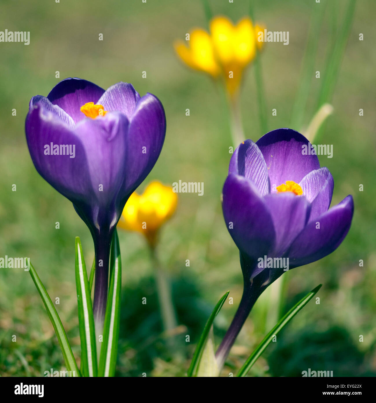 Gartenkrokus; Krokus; Crocus; Vernus; Stock Photo