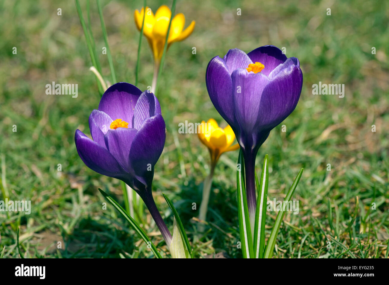 Gartenkrokus; Krokus; Crocus; Vernus; Stock Photo