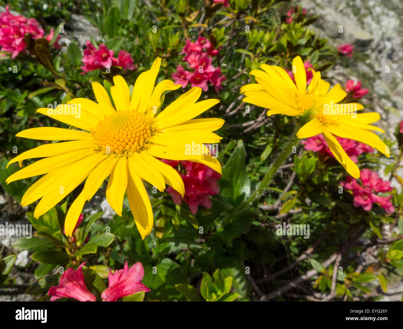 ItalyCentral Alps Trentino Adamello-Brenta Natural Park 5 lakes trail Alpenrose(Rhododendron ferrugineum and Doronicum clusii Stock Photo